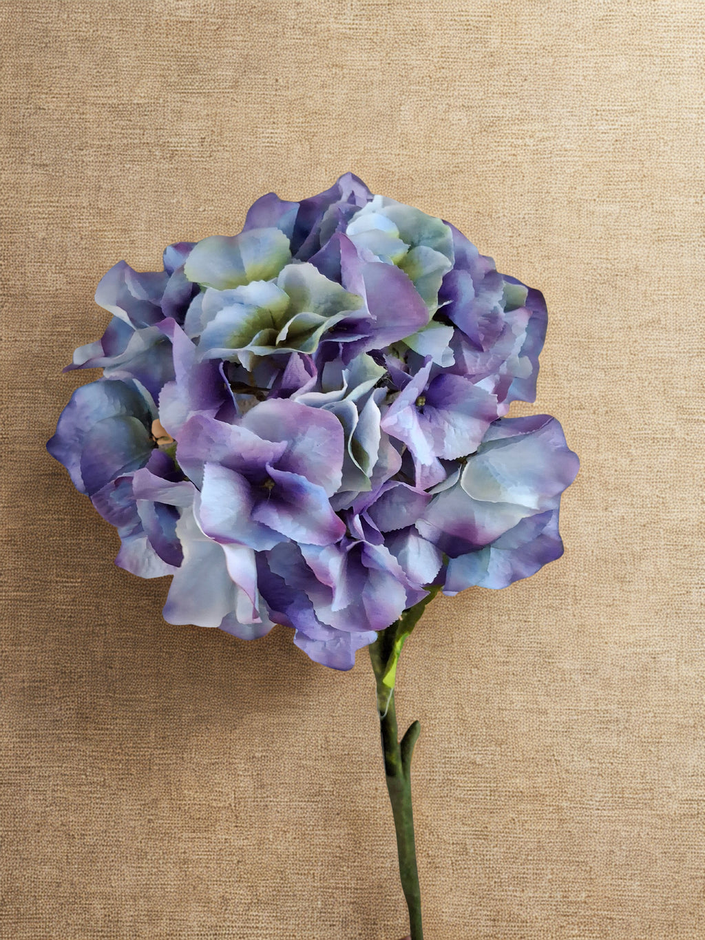 Blauwe hortensia 70 cm