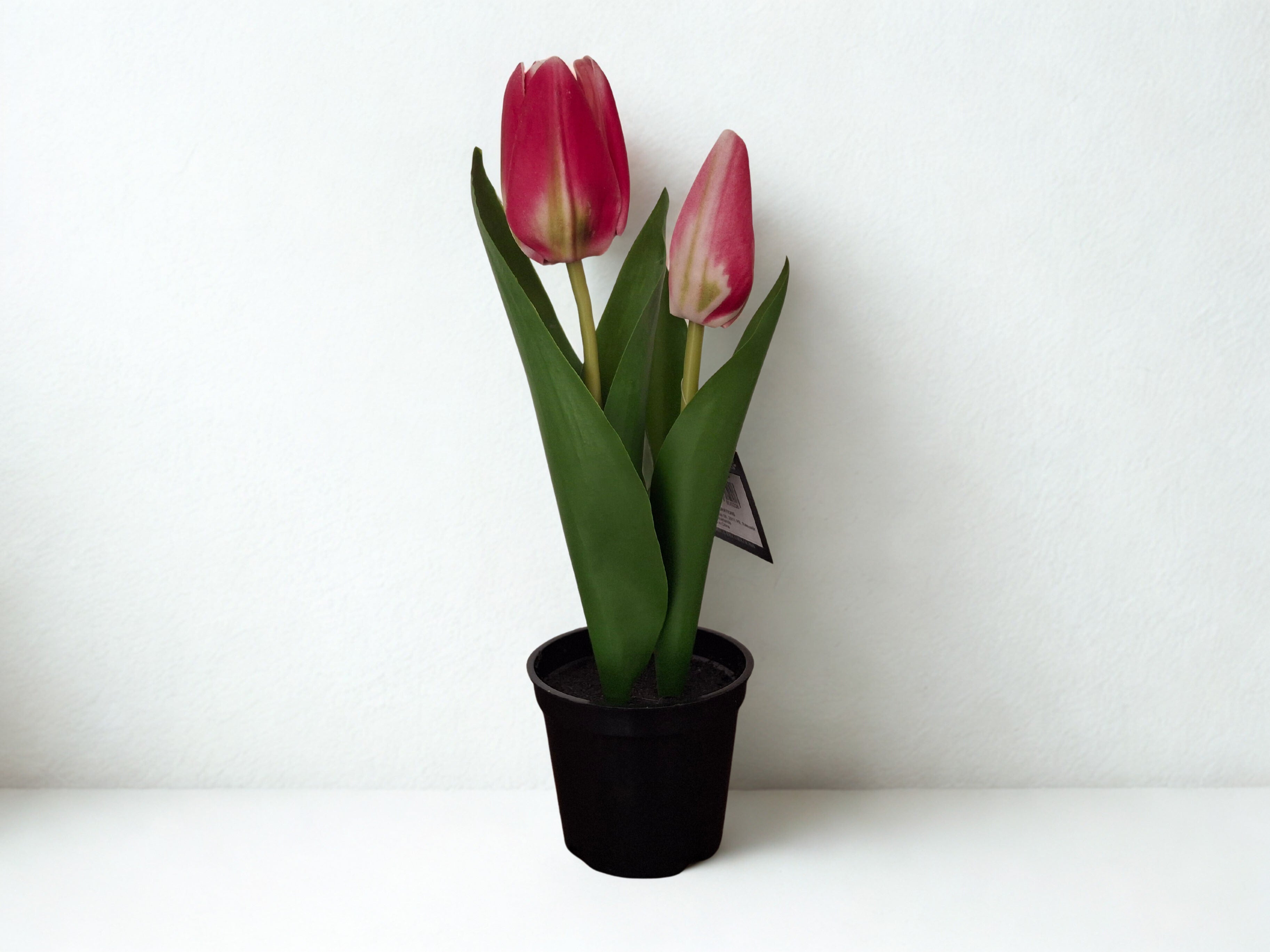 Zijden tulpen in potje, roze