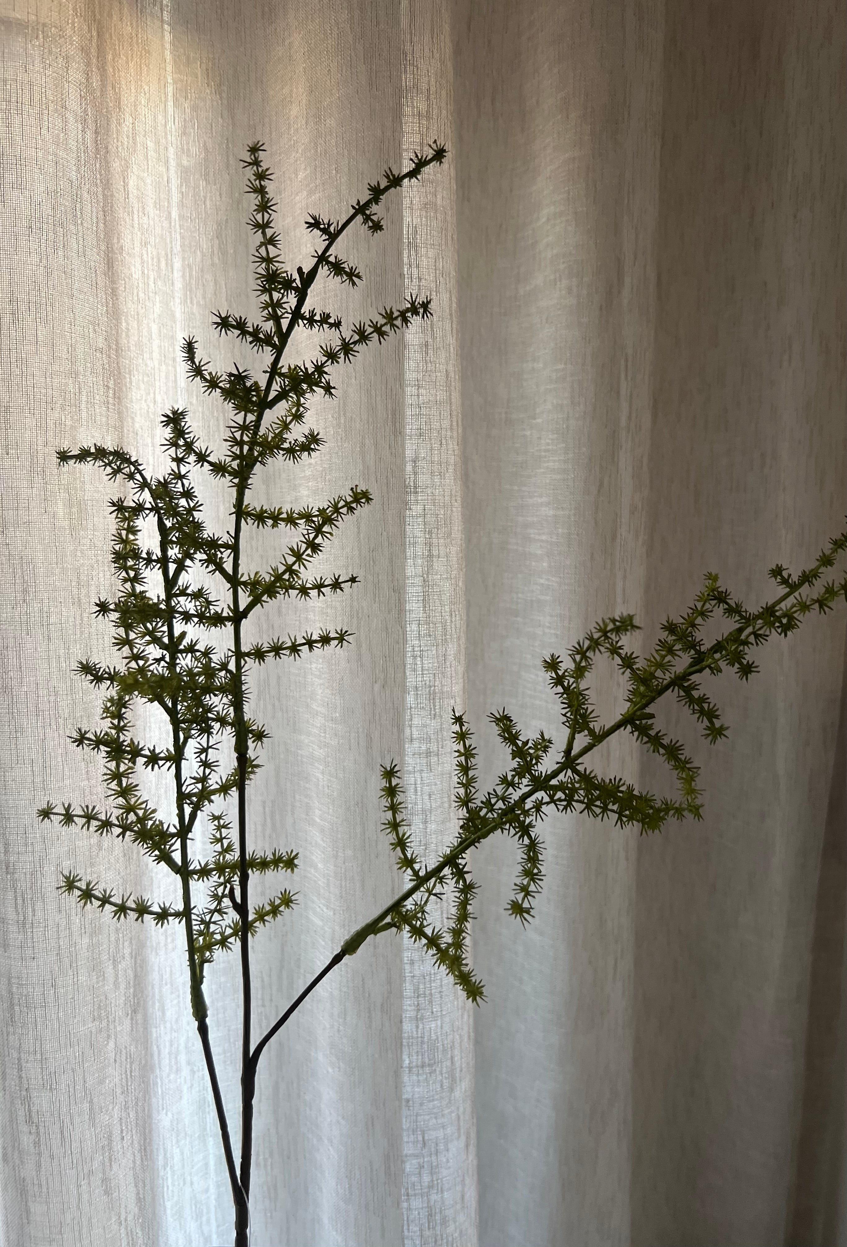 Asparagus Setaseus Groen 70 cm