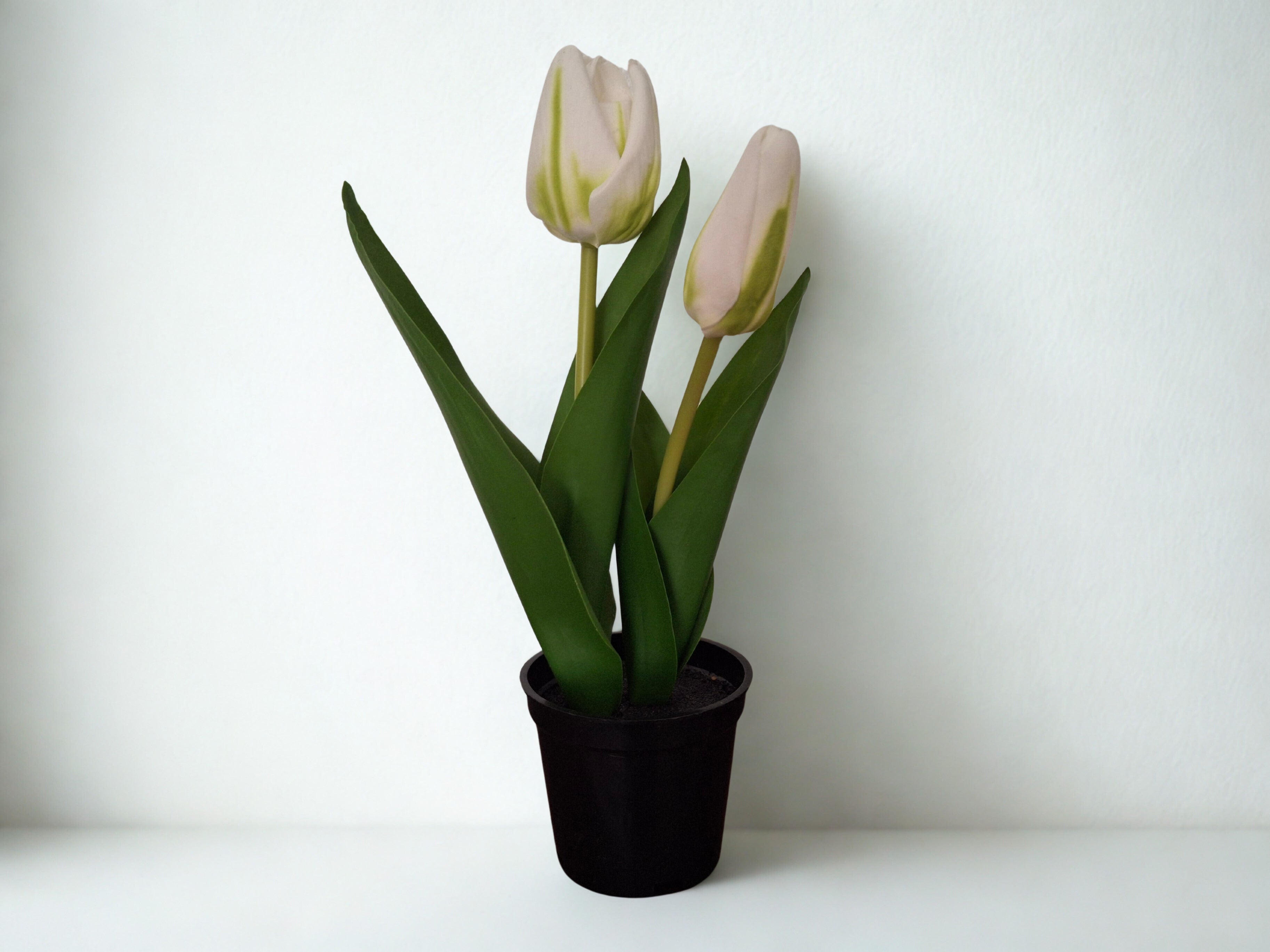 Zijden tulpen in potje, wit