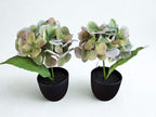 Zijden hortensia in potje