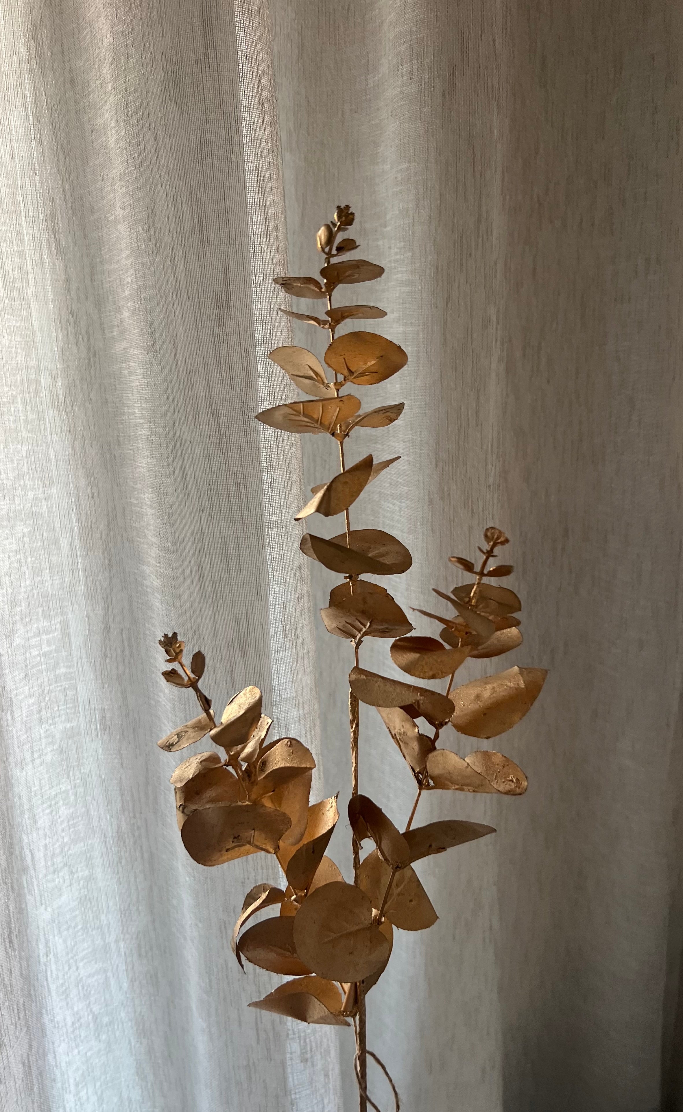 Eucalyptus Goud 80 cm