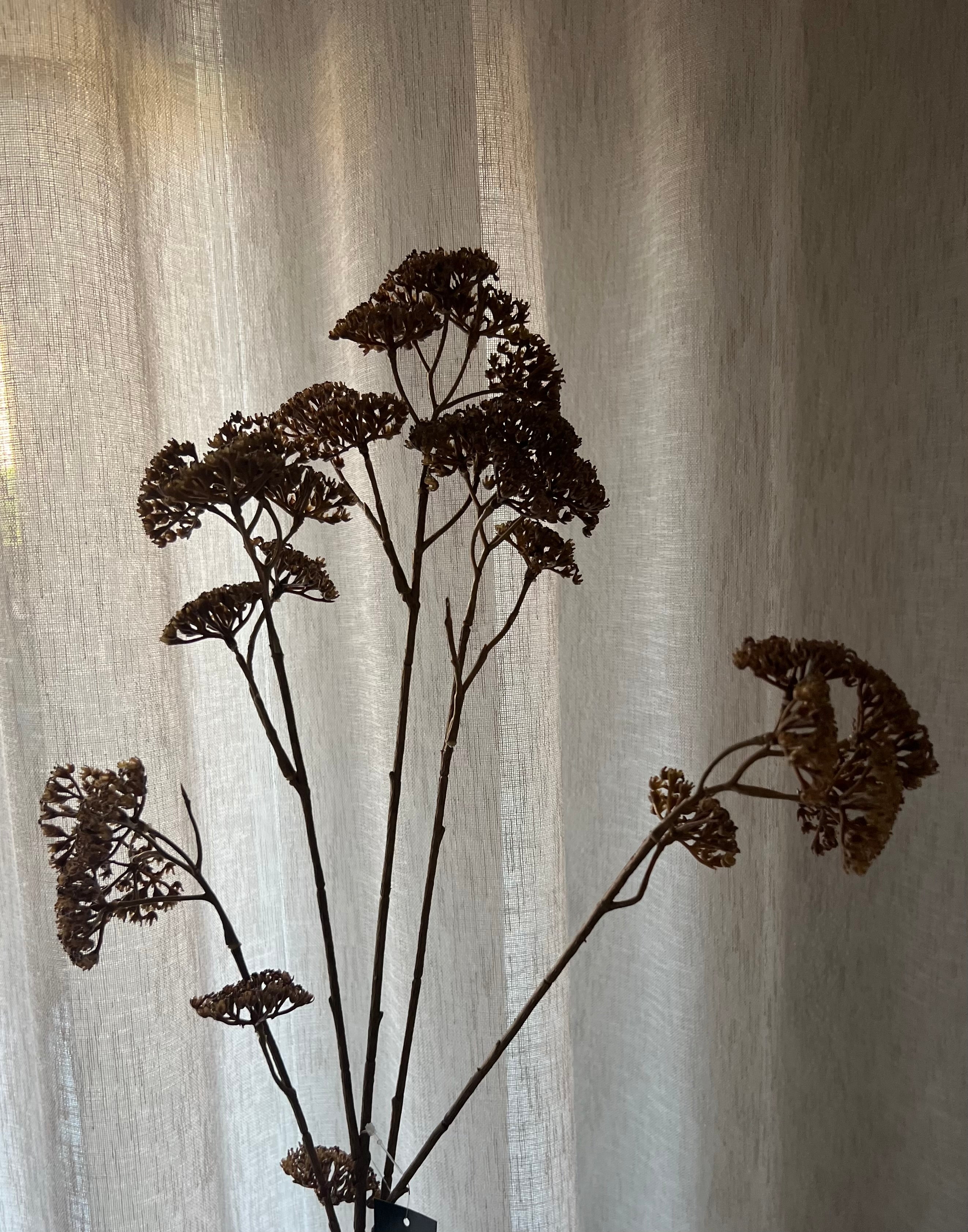 Achillea Bruin 90 cm