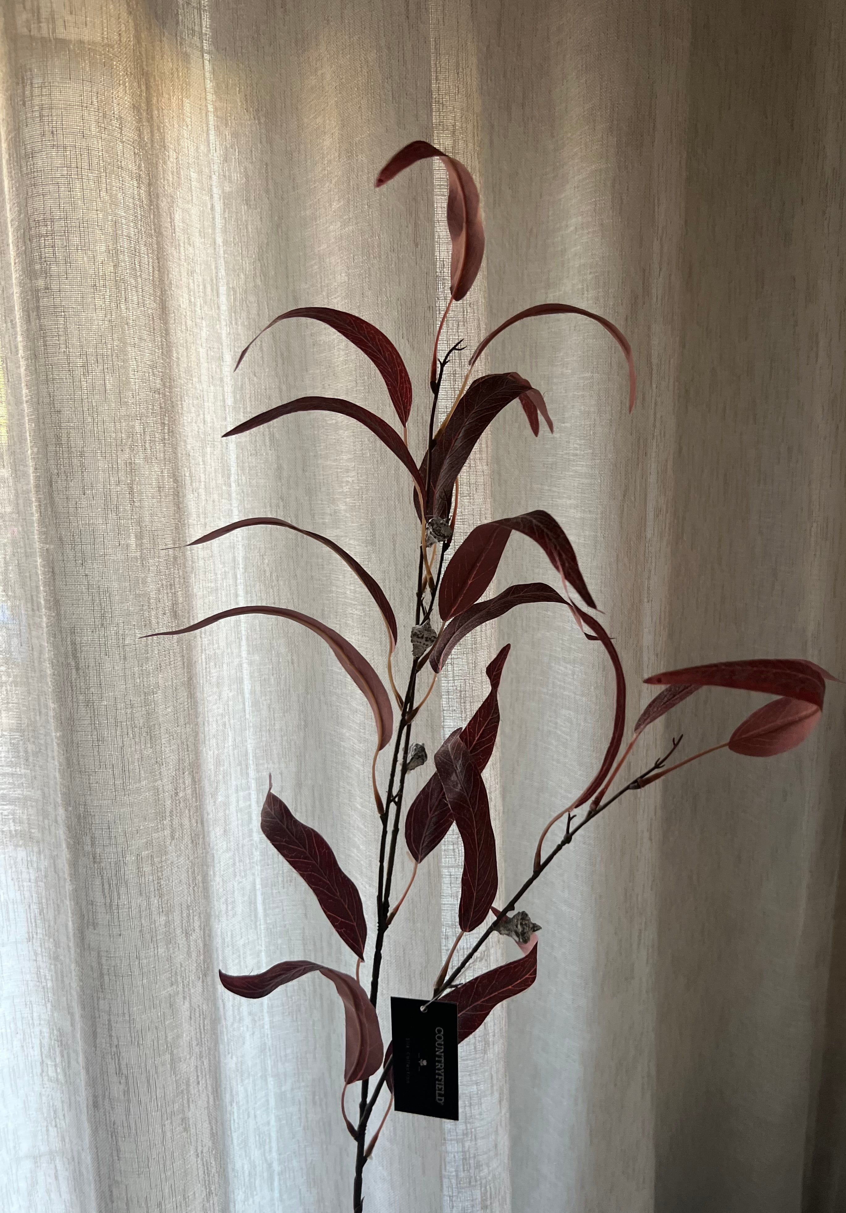 Eucalyptus Rood 95 cm