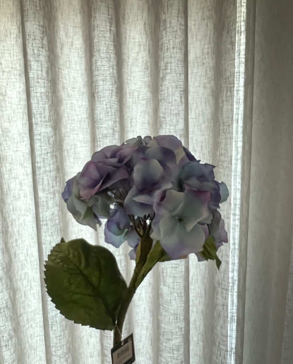 Blauwe hortensia 70 cm