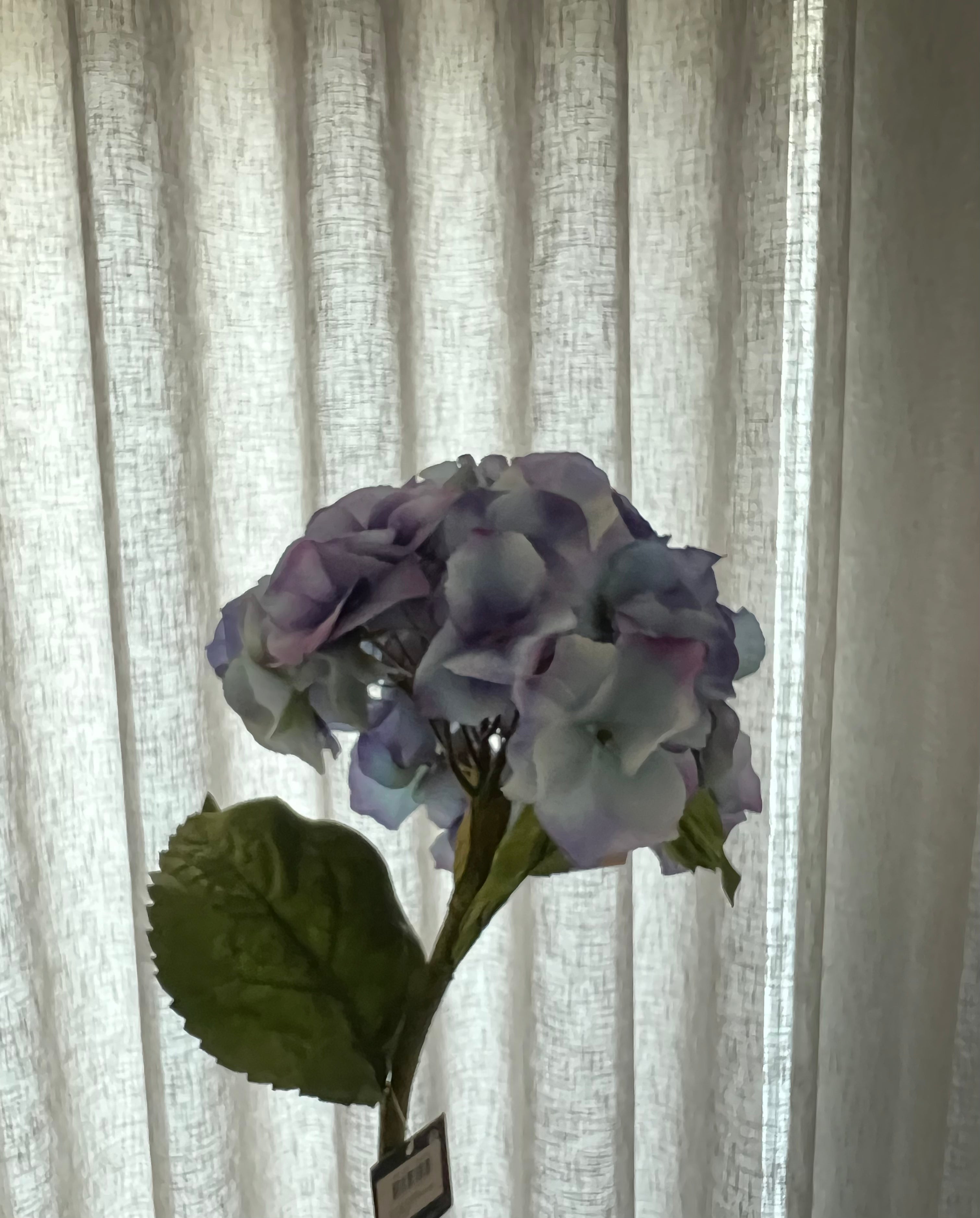 Blauwe hortensia 70 cm