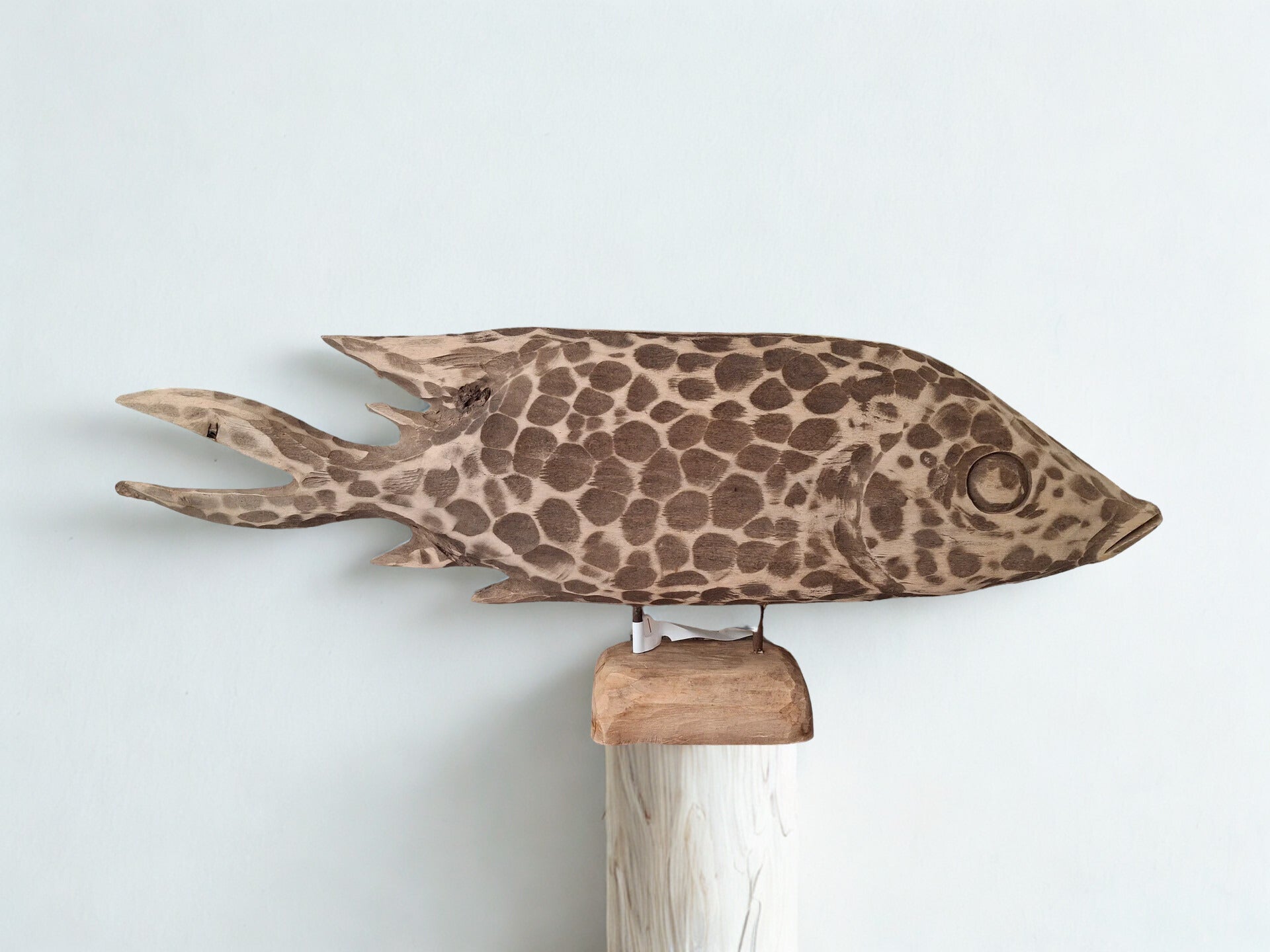Fish Drapa Driftwood, lengte 63 cm